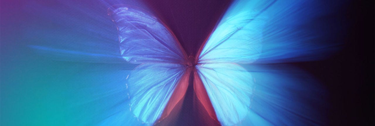 butterfly