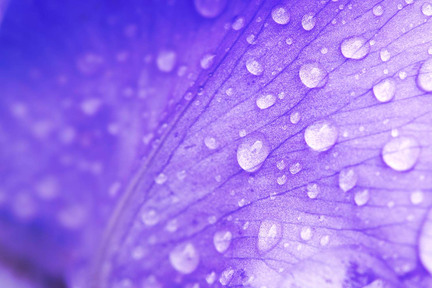 Purple leaf with drops