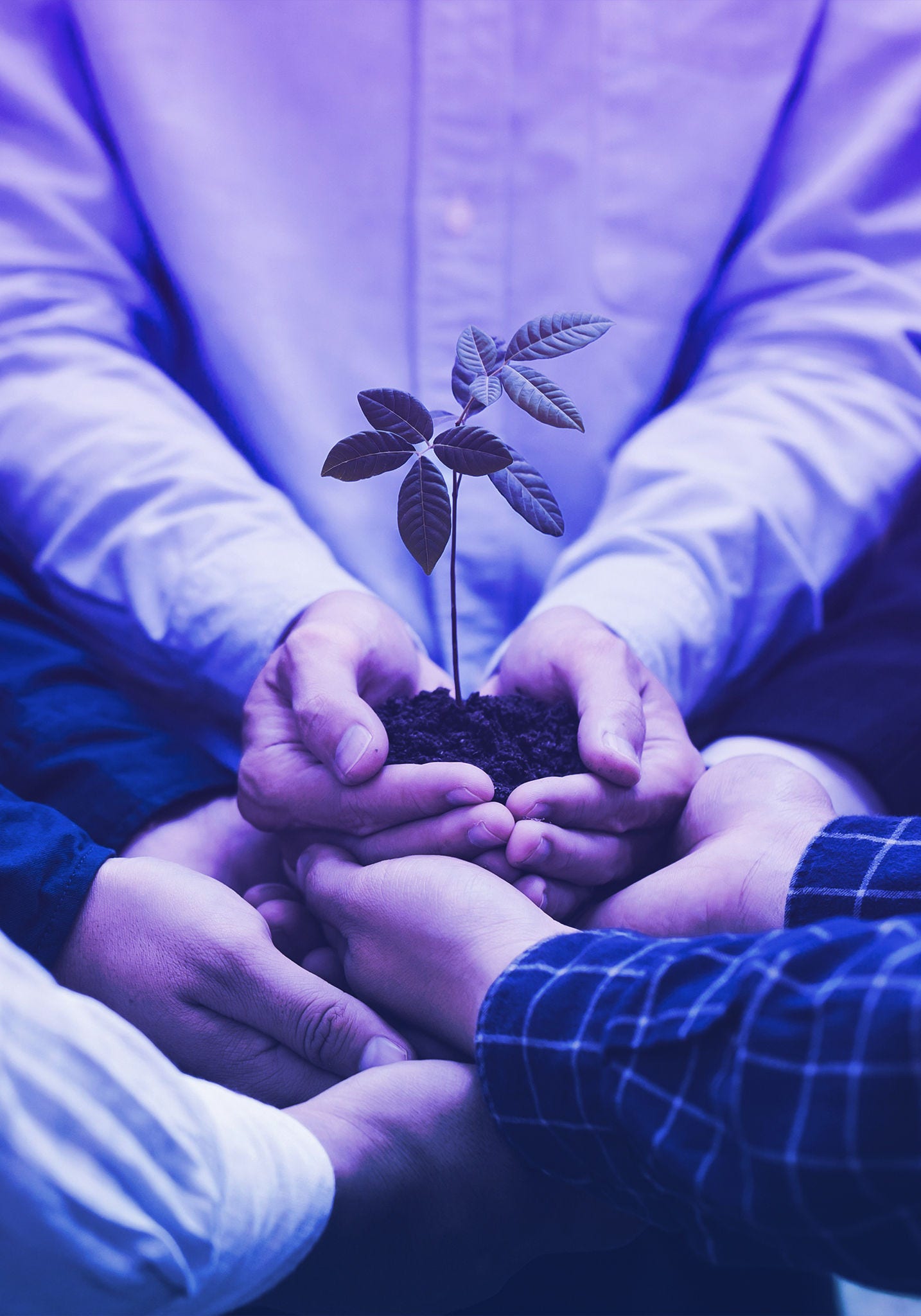 hands holding plant
