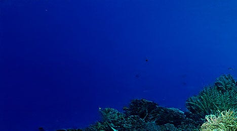 A picture of the coral reef