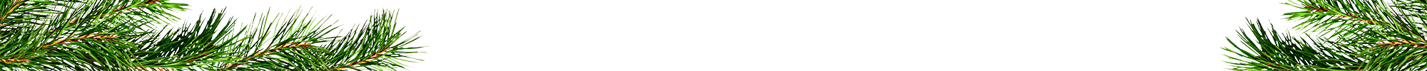 branch